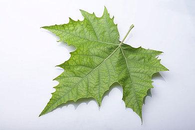 2024年日本亚洲PlayStation合作伙伴大奖12月3日举办 投票已开启